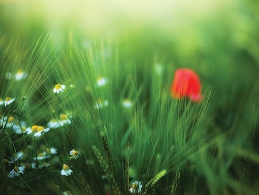 Wildflowers in a lush green meadow with blurred background, featuring daisies and a hint of red poppy.