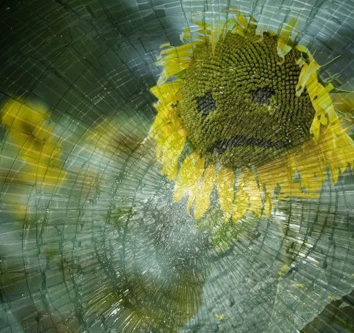 Sad-faced sunflower seen through cracked glass, blending nature's beauty with emotional expression.
