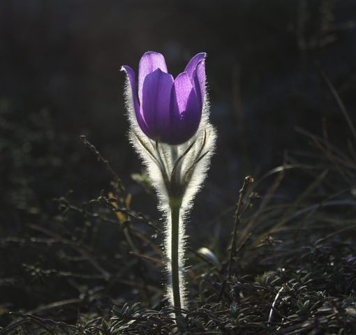 Purple flower blooming in shadowy garden, illuminated by sunlight.