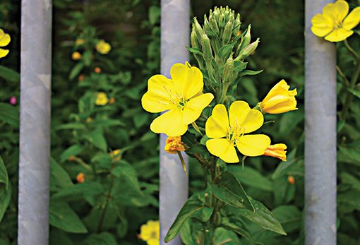 Yellow evening primrose flower blooming between metal bars against a green leafy background.