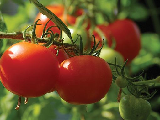 Red tomatoes ripening on the vine under sunlight in a garden setting.