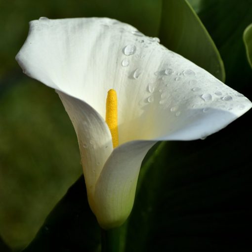 Close-up of a white calla lily with dewdrops on petals, set against a lush green background.