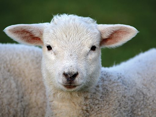 Close-up of a fluffy lamb with white wool against a blurred green background.