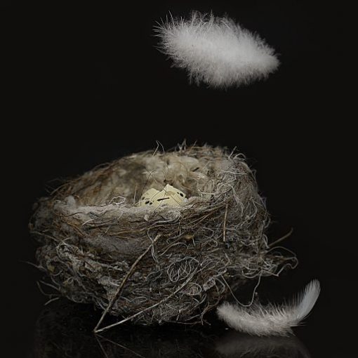 Empty bird nest with soft feathers floating against a dark background.