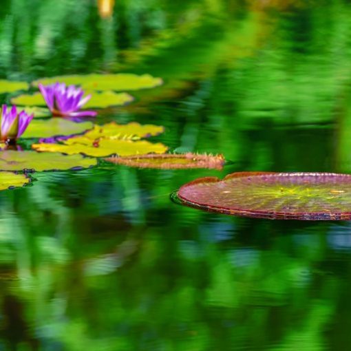 Pond with vibrant green lily pads and blooming purple flowers reflecting in calm water.