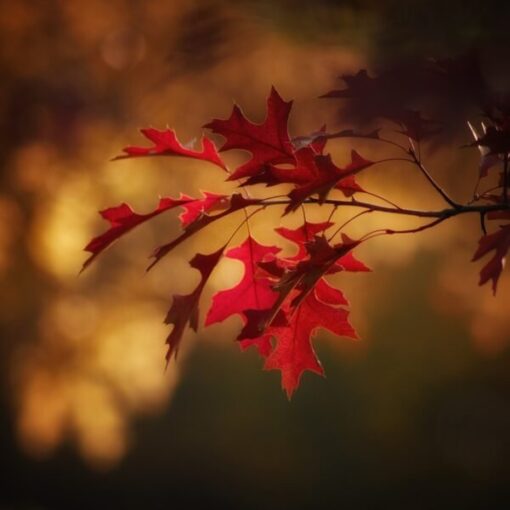 Red autumn maple leaves on branch with warm, golden bokeh in background, capturing fall season essence.