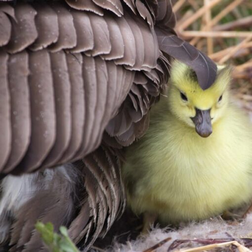 Yellow gosling nestles under mother goose's wing, displaying tender wildlife bonding.
