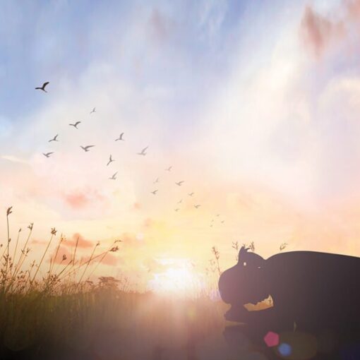 Silhouette of a rhinoceros at sunset with birds flying in a colorful sky.